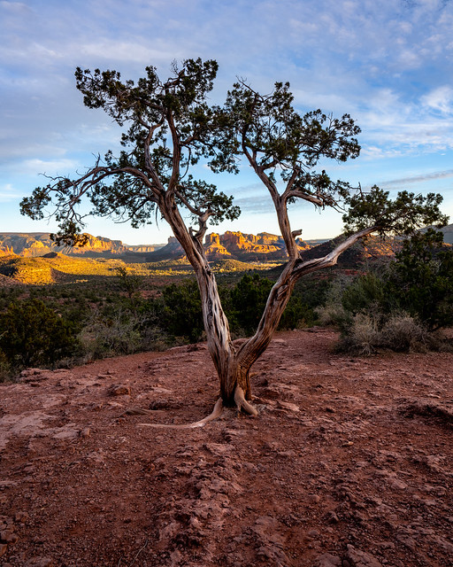 Juniper Tree Frames Iconic Cathedral Rock
