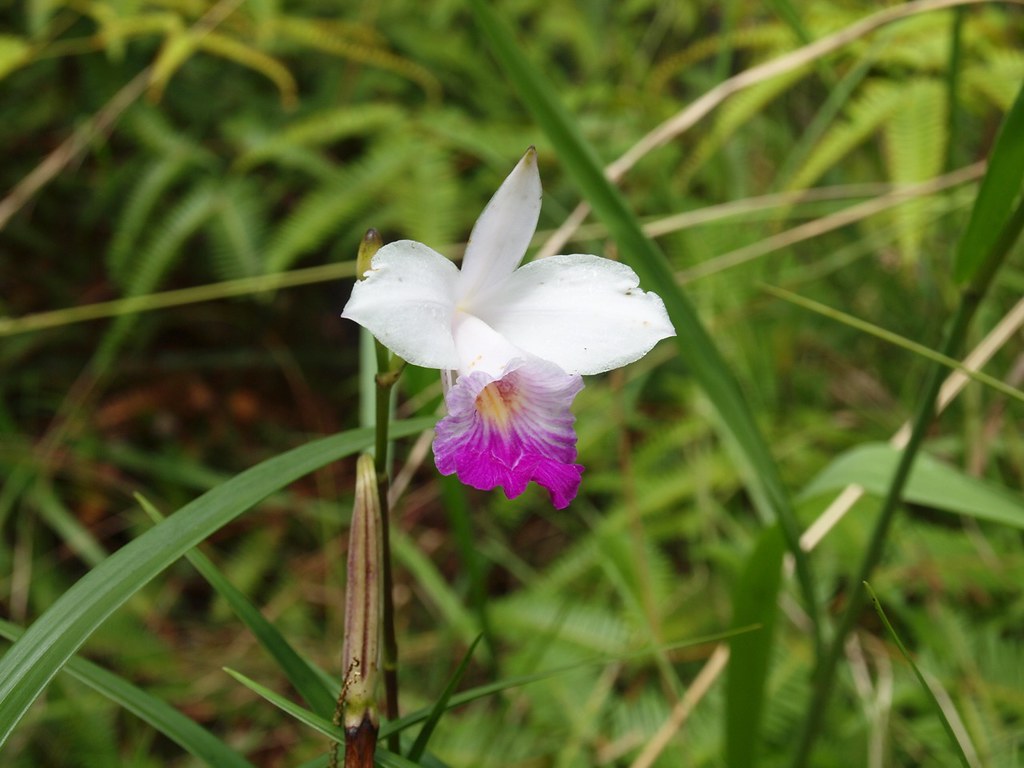 PA298371 Naturalizing orchid