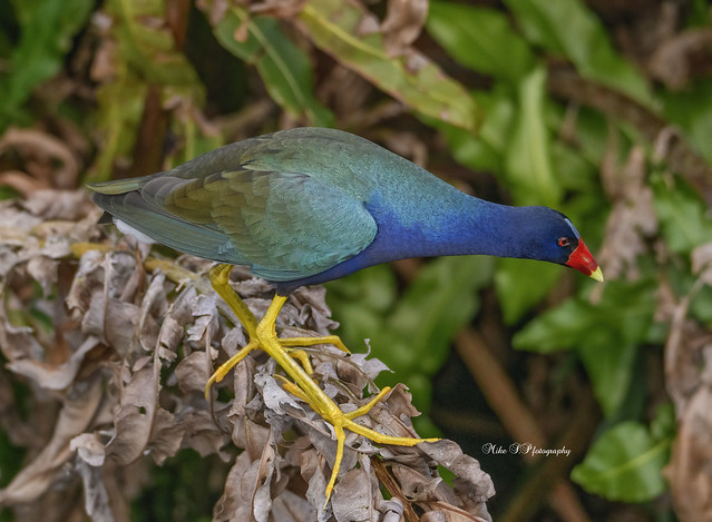 Purple Gallinule