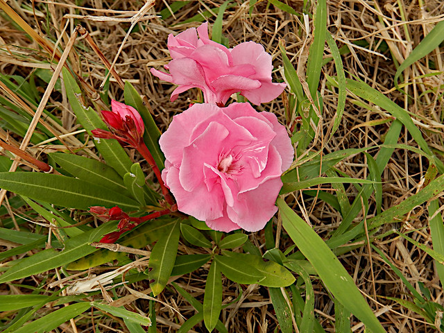 Pink Oleander [double]