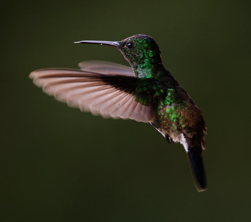 Steely-vented Hummingbird_Saucerrotia saucerrotei_Ascanio_Andes W Colombia_DZ3A8478