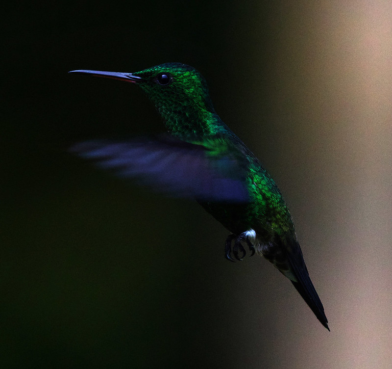 Steely-vented Hummingbird_Saucerrotia soucerrotei_Ascanio_Andes W Colombia_DZ3A8704