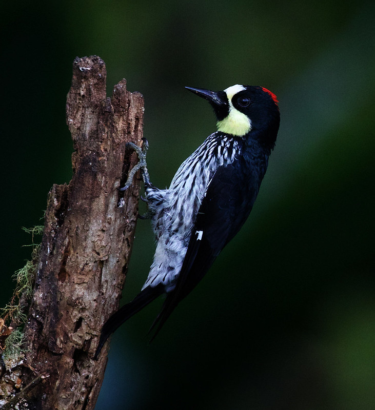 Acorn Woodpecker_Melanerpes formicivorus _Ascanio_W Andes Colombia_DZ3A8678