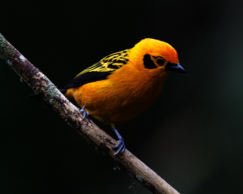 Golden Tanager_Tangara arthus_Ascanio_Andes W Colombia_DZ3A9512