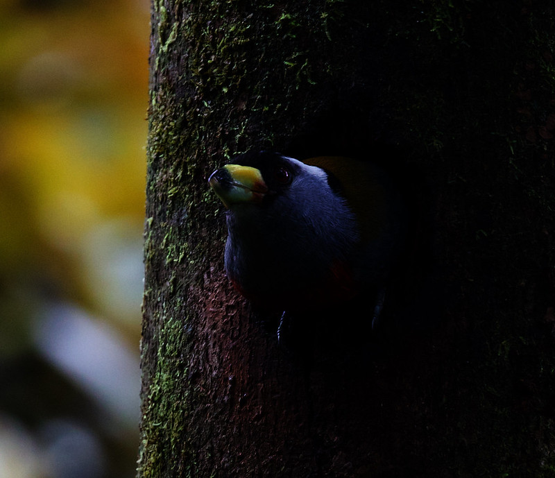 Toucan Barbet_Semnornis ramphastinus_Ascanio_W Andes Colombia_DZ3A9887