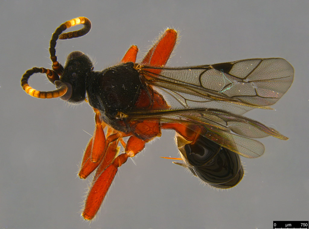 7b - Ichneumonidae sp.