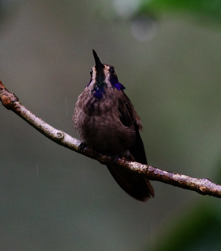 Brown Violetear_Colibri delphinae_Ascanio_Andes W Colombia_DZ3A0595