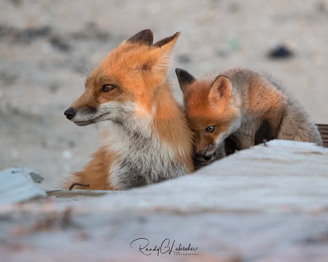 Red Fox | Vulpes Vulpes | 2021 - 88