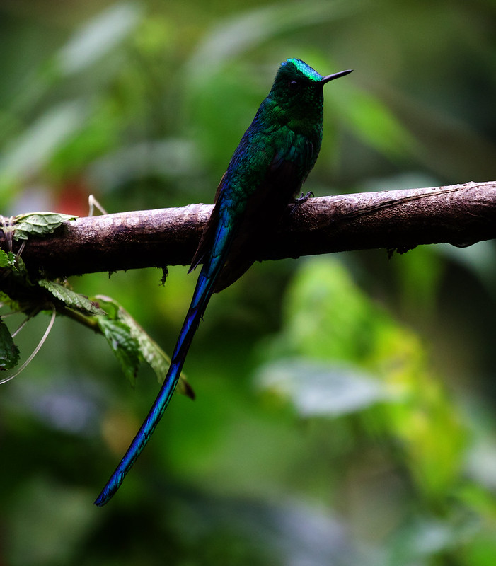 Long-tailed Sylph_Aglaiocercus kingii_Ascanio_Andes W Colombia_DZ3A9437