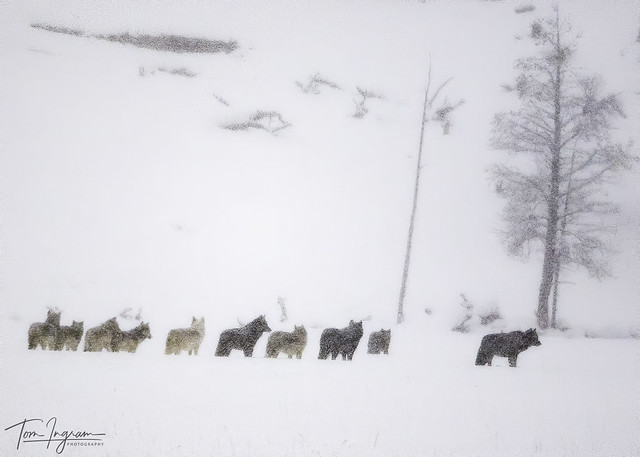 Wolf Pack in heavy snow storm