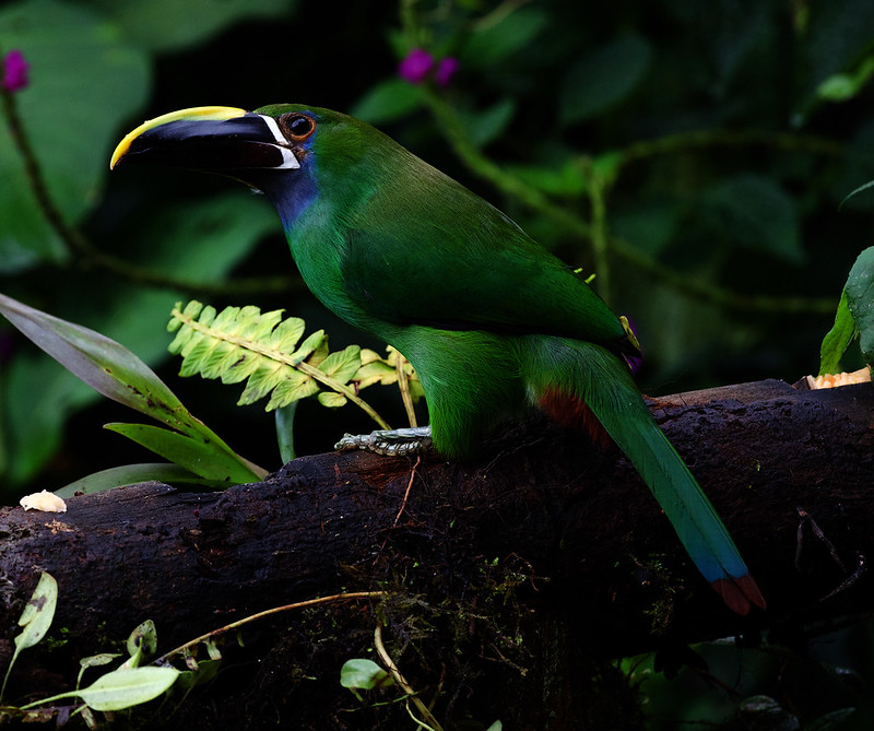 Southern Emerald-Toucanet Aulacorhynchus albivitta_Ascanio_Andes W Colombia_DZ3A9170
