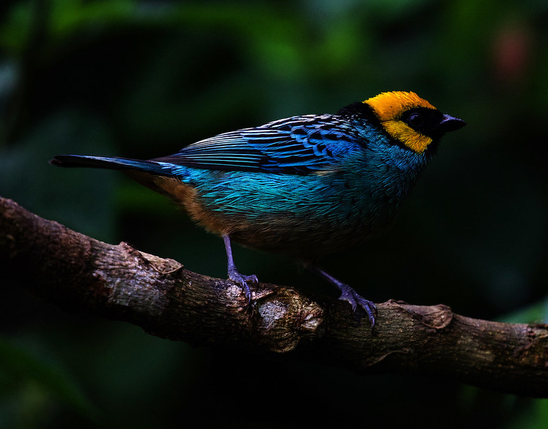 Saffron-crowned Tanager_TAngara xanthocephala_Ascanio_Andes W Colombia_DZ3A8983