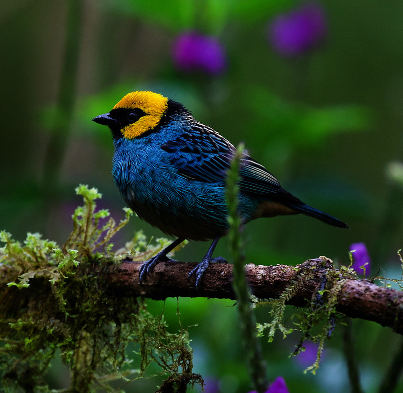 Saffron-crowned Tanager_TAngara xanthocephala_Ascanio_Andes W Colombia_DZ3A8850