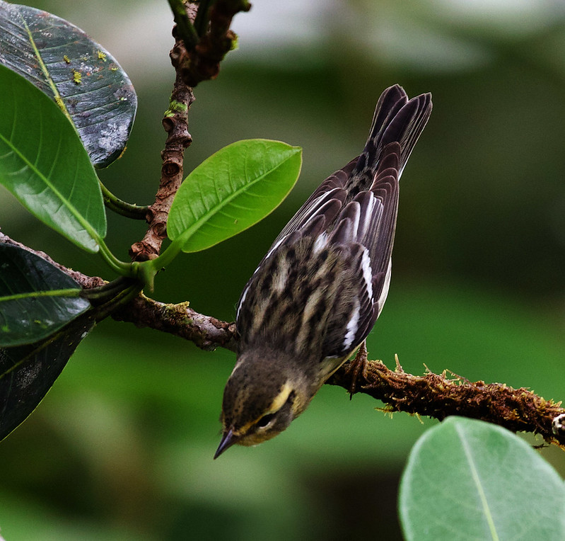 Blackburnian Warbler_Setophaga fusca_Ascanio_Andes W Colombia_DZ3A9968