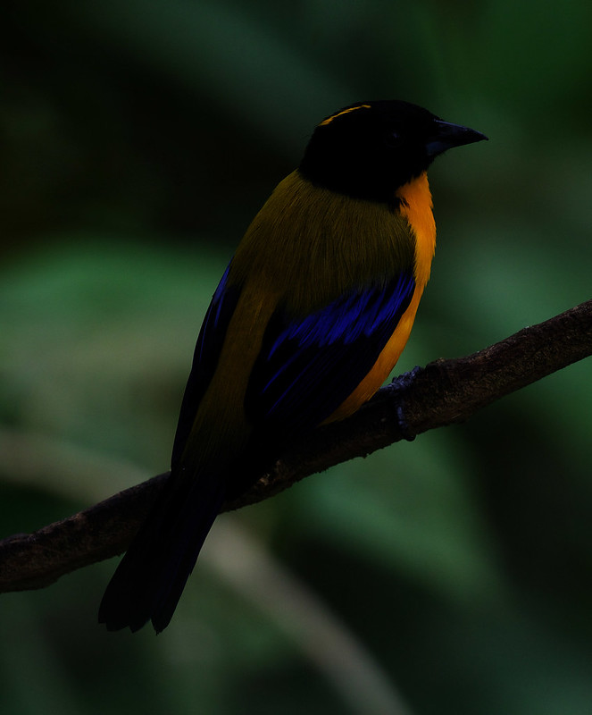 Black-chinned Mountain Tanager_Anisognathus notabilis_Ascanio_Andes W Colombia_DZ3A0046