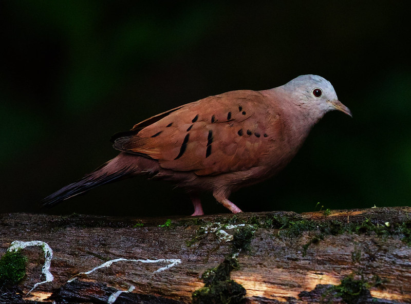 Ruddy Ground Dove_Columbina talpacoti_Ascanio_Andes W Colombia_DZ3A0763