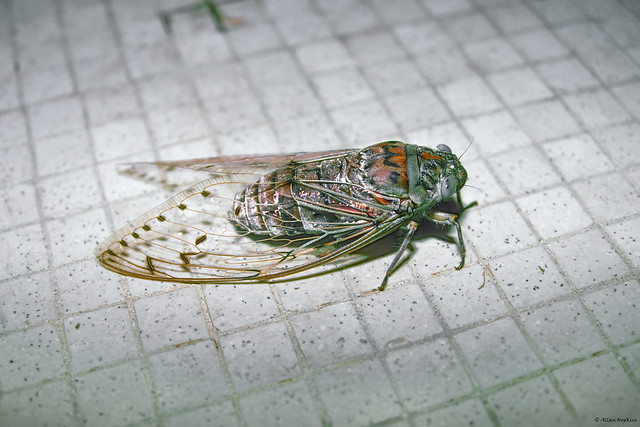 Empress Cicada (Megapomponia imperatoria)
