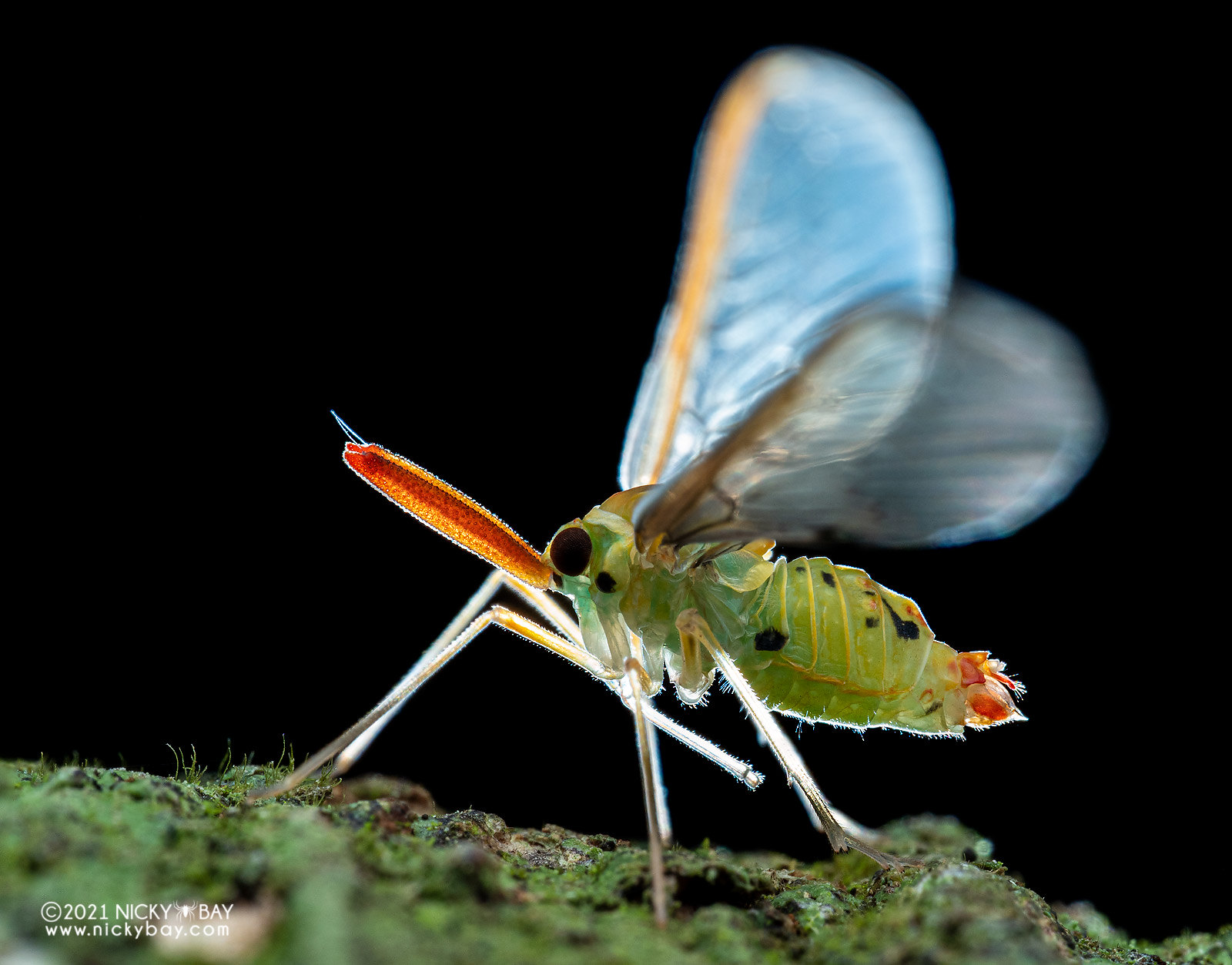 Planthopper (Derbidae) - PA233883