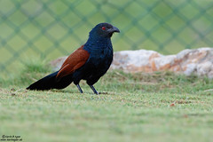 Greater Coucal, Centropus sinensis