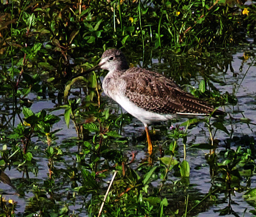 Greater Yellowlegs_Tringa melanoleuca_Ascanio_Andes W Colombia_DZ3A8211