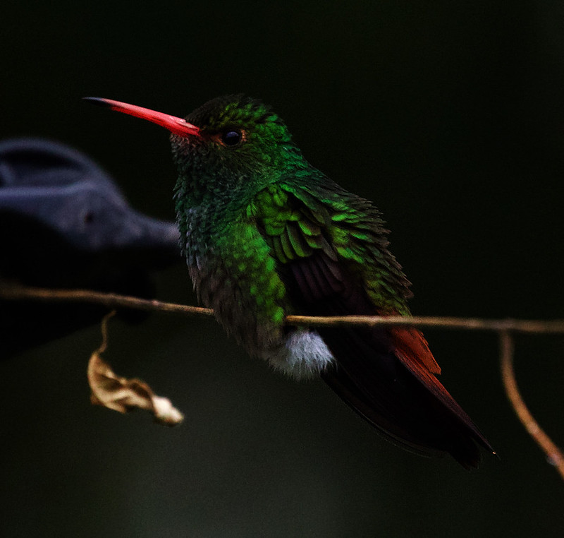 Rufous-tailed Emerald_Amazilia tzacatl_Ascanio_Andes W Venezuela_DZ3A8720