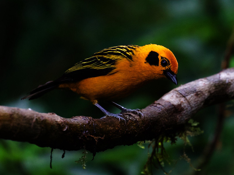 Golden Tanager_Tangara arthus_Ascanio_Andes W Colombia_DZ3A8837