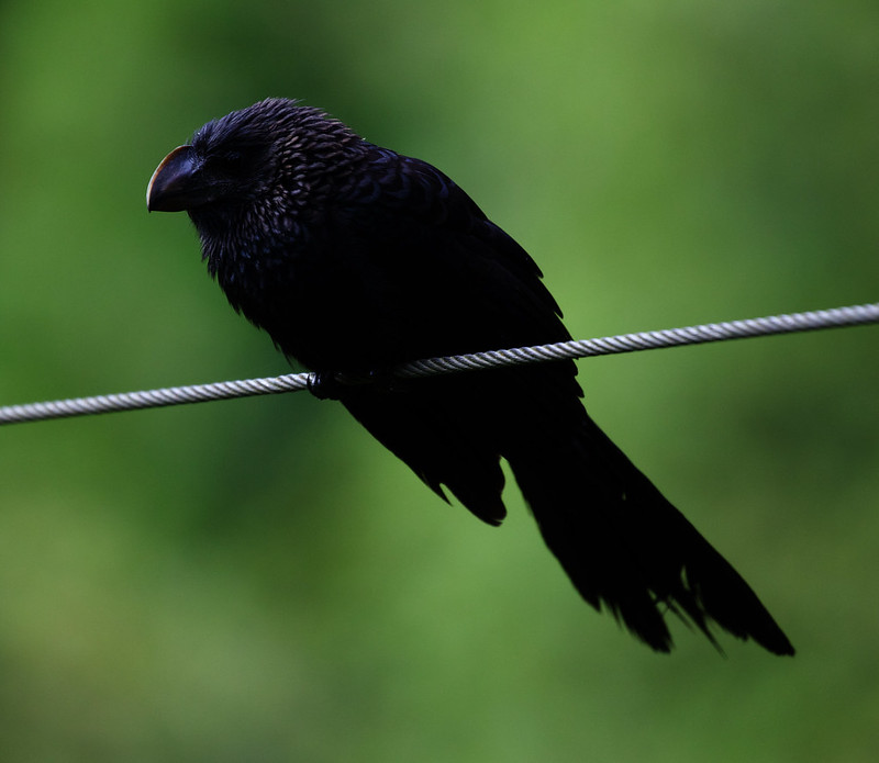Smooth-billed Ani_Crotophaga aniCrested Ant-Tanager_Habia cristata_Ascanio_W Andes Colombia_DZ3A9737