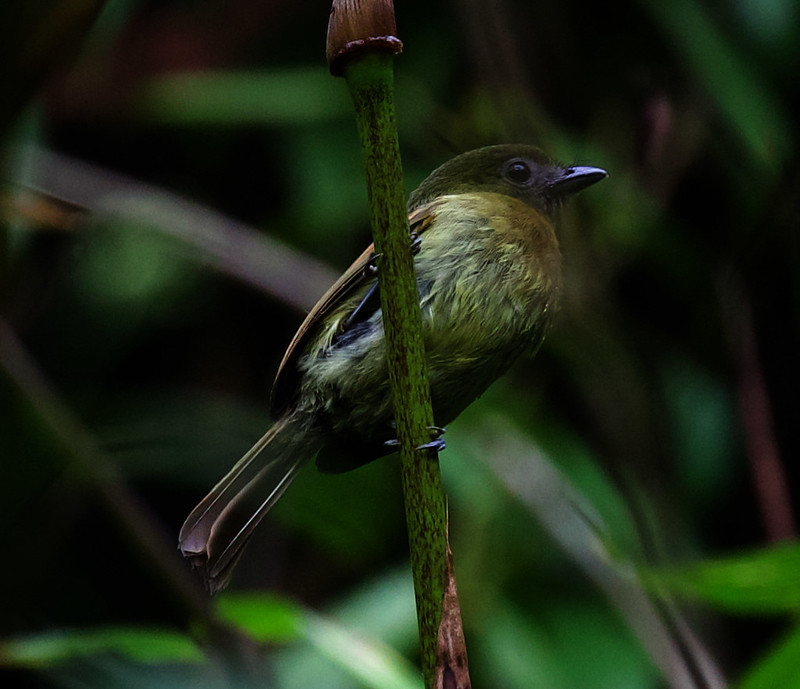 Fulvous-breasted Flatbill_Rhynchocyclus fulvipectus_Ascanio_W Andes Colombia_DZ3A9739