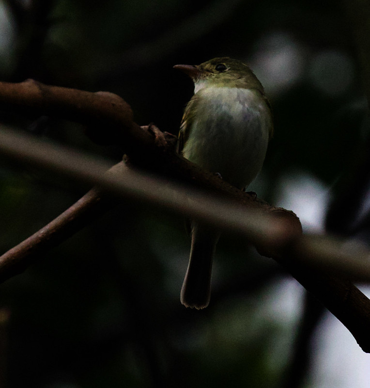 Acadian Flycatcher Empidonax virescens_Ascanio_Andes W Colombia_DZ3A0538