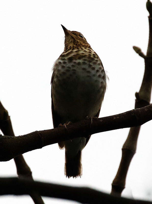 Swainson's Thrush_Catharus ustulatus_Ascanio_Andes W Colombia_DZ3A0582