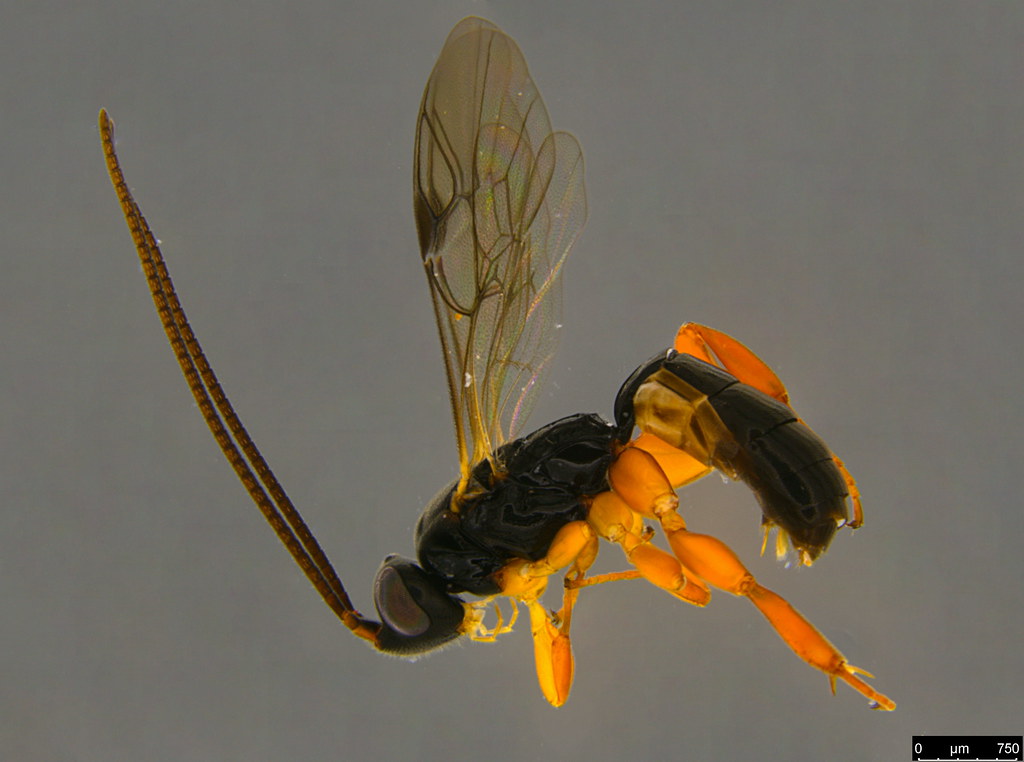 8a - Ichneumonidae sp.