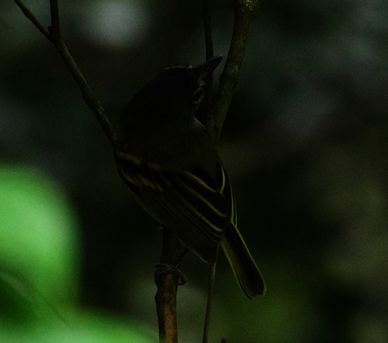 Slate headed Tody-Flycatcher_Poecilotriccus sylvia_Ascanio_W Andes Colombia_DZ3A8422