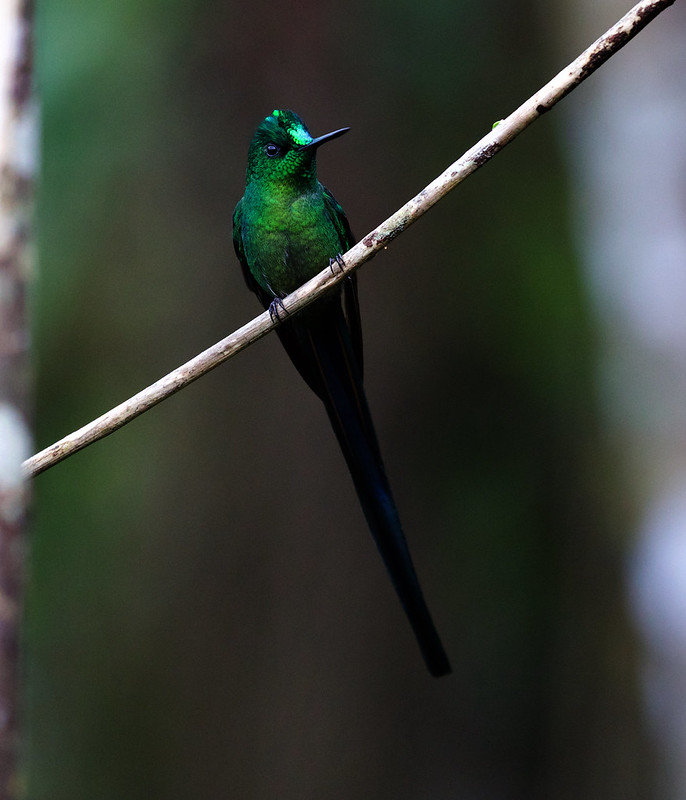 Long-tailed Sylph_Aglaiocercus kingii_Ascanio_Andes W Colombia_DZ3A9475
