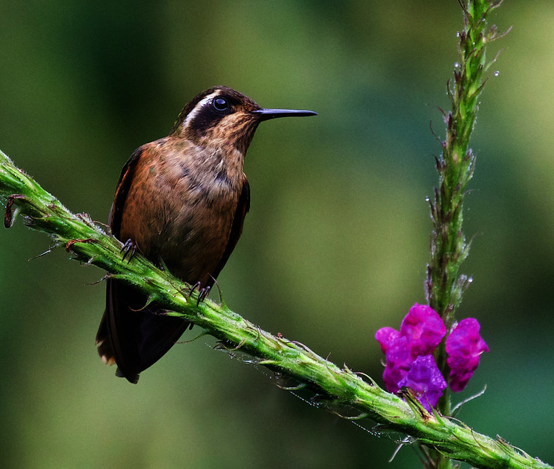 Speckled Hummingbird_Adelomyia melanogenys_Ascanio_Andes W Colombia_DZ3A8832