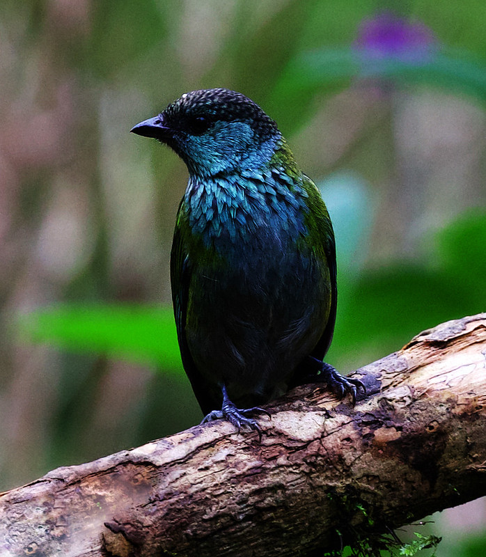 Black-capped Tanager_Tangara heinei_Ascanio_Andes W Colombia_DZ3A9097