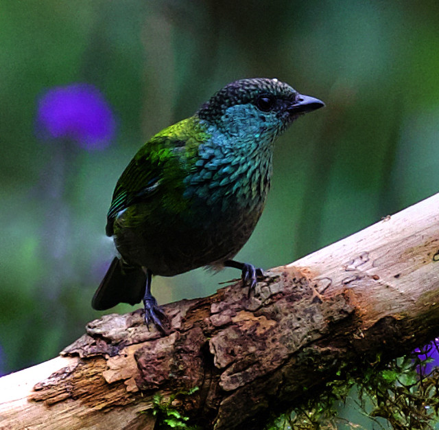 Black-capped Tanager_Tangara heinei_Ascanio_Andes W Colombia_DZ3A9043