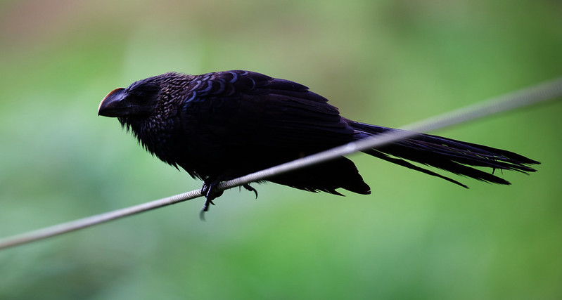 Smooth-billed Ani_Crotophaga aniCrested Ant-Tanager_Habia cristata_Ascanio_W Andes Colombia_DZ3A9729