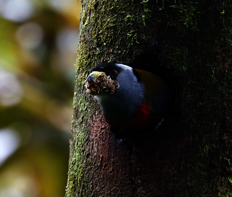Toucan Barbet_Semnornis ramphastinus_Ascanio_W Andes Colombia_DZ3A9914