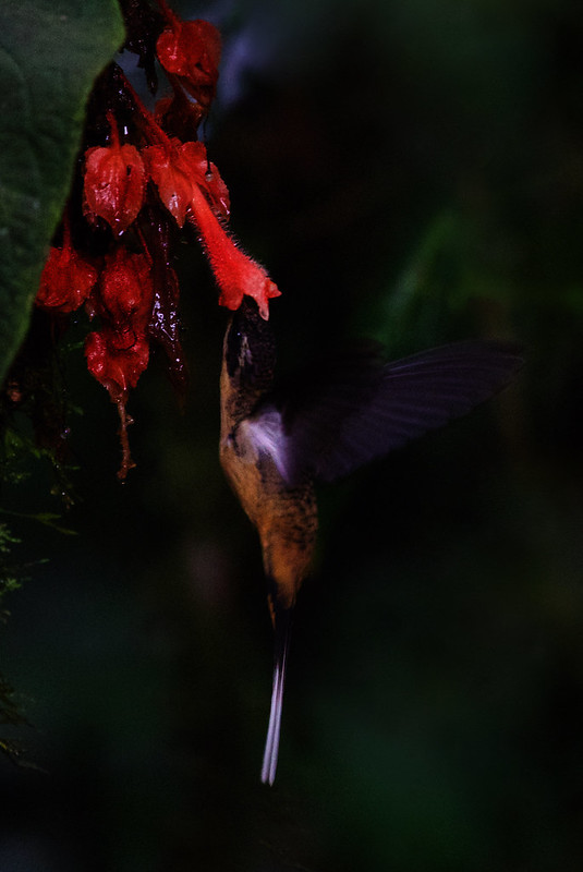 Tawny-bellied Hermit Phaethornis syrmatophorus_Ascanio_Andes W Colombia_DZ3A0740