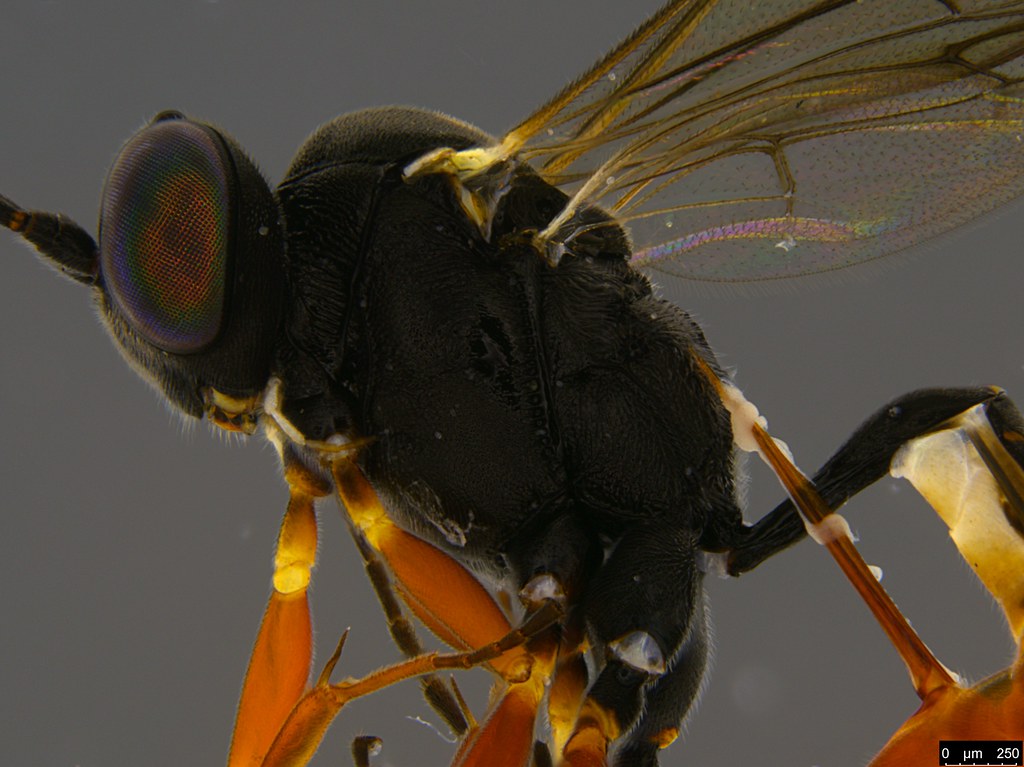 11b - Ichneumonidae sp.