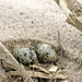 Flickr photo 'Tern eggs' by: Belarusian Backwoods.