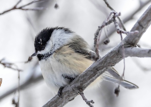 Advice from a Chickadee: Sing a cheerful tune. Be full of life. Learn to adapt. Make a cozy nest. Be bold, no matter your size!