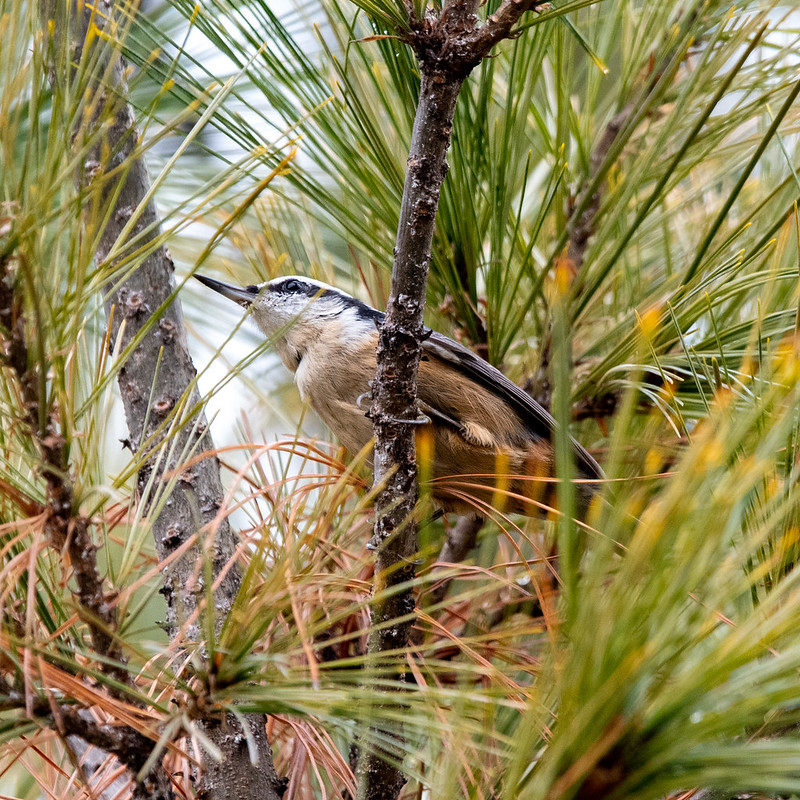 red-breasted-nuthatch-0560