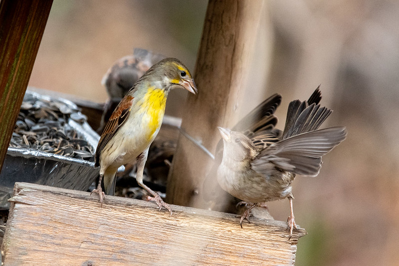 dickcissel-not-having-it-with-house-sparrows-0602