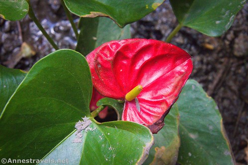 An anthurium just below Darwin Falls - I have a feeling this isn't natural to Death Valley, but it is pretty, California