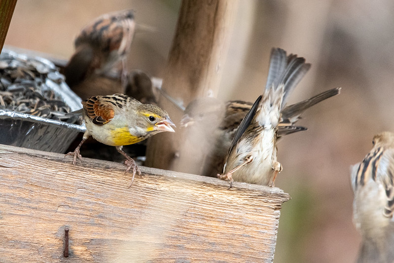 dickcissel-not-having-it-with-house-sparrows-0601