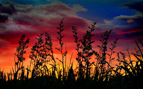 dusk sky sunset evening glow fz10002 flax