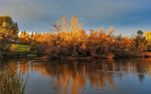 pond goldenhour sunrise trees birds landscape nature olympus