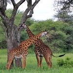 Girafe IMG_0591