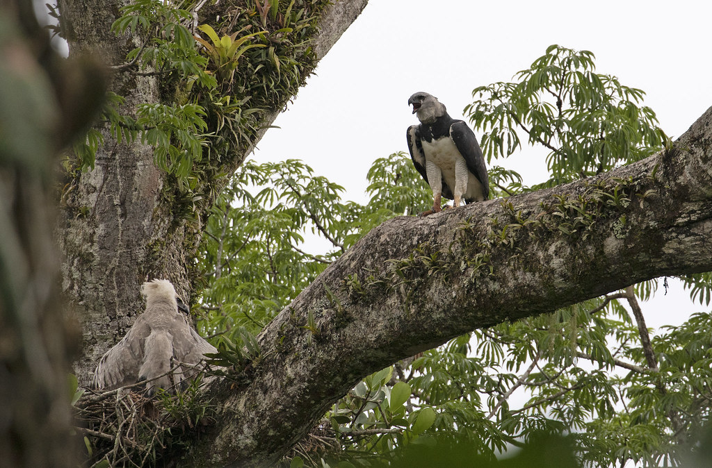 Harpy Eagle, adult and juvenile (Ecuador)